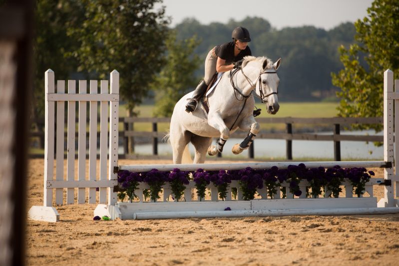Equestrian